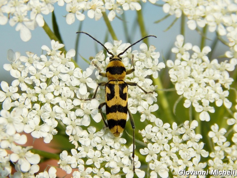 Serie di Cerambycidae del Parco del Ticino